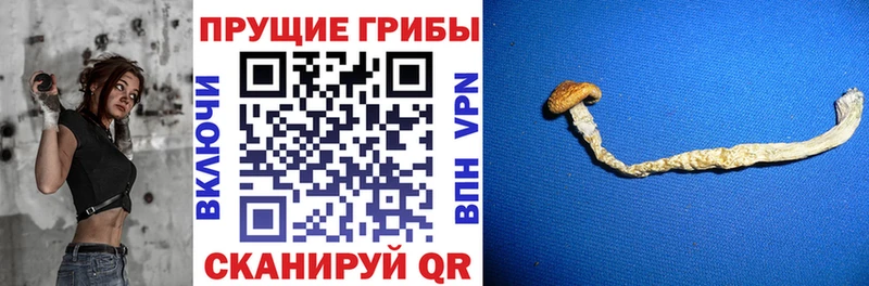 закладки  Усть-Лабинск  Псилоцибиновые грибы ЛСД 